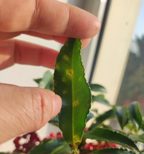 如何正确养护朱砂根？（掌握关键要点，让朱砂根健康成长）-第2张图片-绿意生活