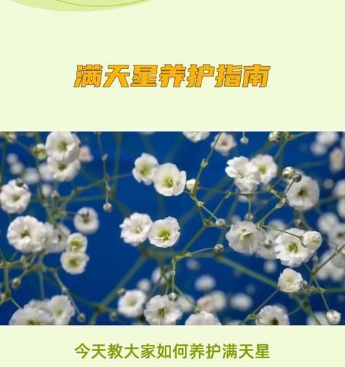 满天星种子的浇水技巧（科学浇水促进满天星生长的关键）-第3张图片-绿意生活