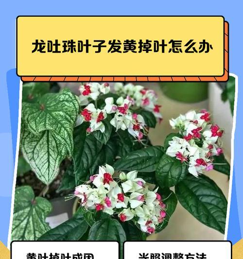 龙须兰叶子发黄应该怎么办？（解决龙须兰叶子发黄的方法，龙须兰的养护技巧）-第3张图片-绿意生活