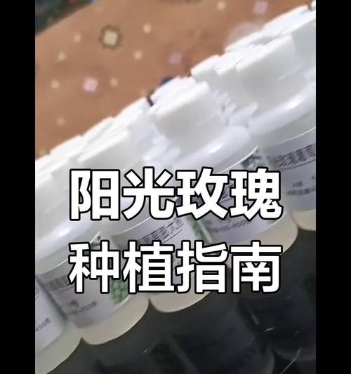 玫瑰的施肥浇水技巧（为您详解玫瑰施肥浇水的方法与注意事项）-第2张图片-绿意生活