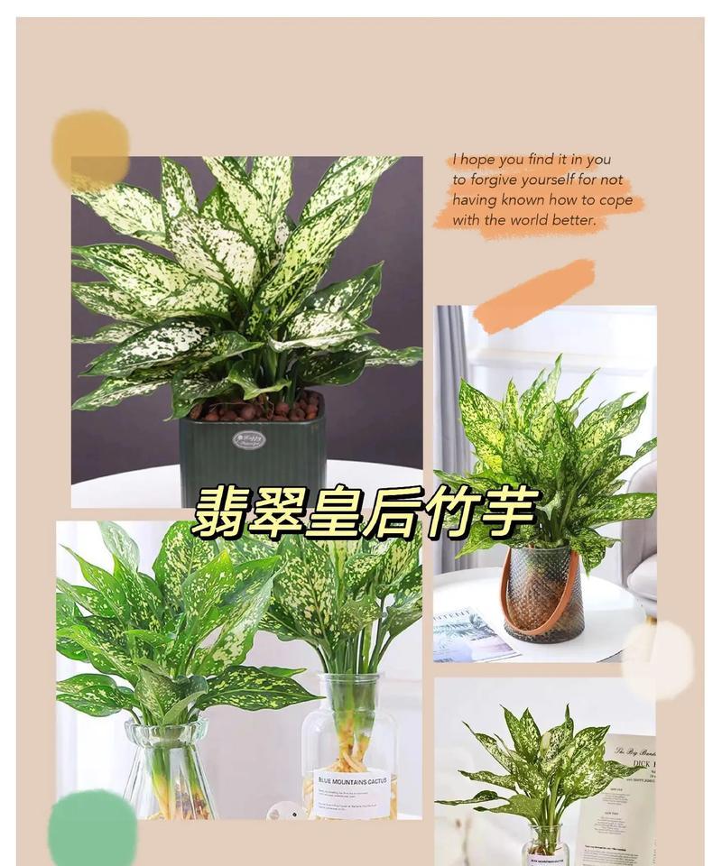 如何正确摘取万年青叶子，让其持久青翠（掌握技巧，让万年青永远保持绿意盎然）-第3张图片-绿意生活