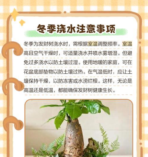 冬季发财树的保护之道（让你的发财树在严寒冬季茁壮成长）-第2张图片-绿意生活