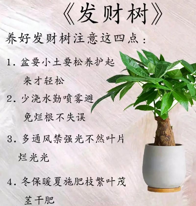 冬季发财树的保护之道（让你的发财树在严寒冬季茁壮成长）-第3张图片-绿意生活