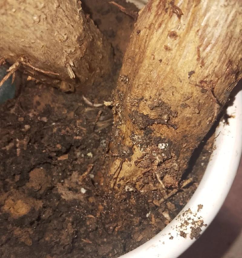 发财树的树干萎缩解决方法（发财树树干萎缩状况及有效治疗方法）-第1张图片-绿意生活