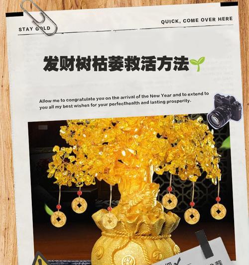 发财树的树干萎缩解决方法（发财树树干萎缩状况及有效治疗方法）-第2张图片-绿意生活