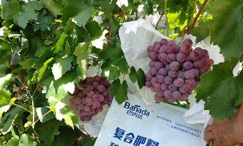 葡萄树的肥料施用方法（掌握正确施肥方法，让葡萄树茁壮成长）-第1张图片-绿意生活