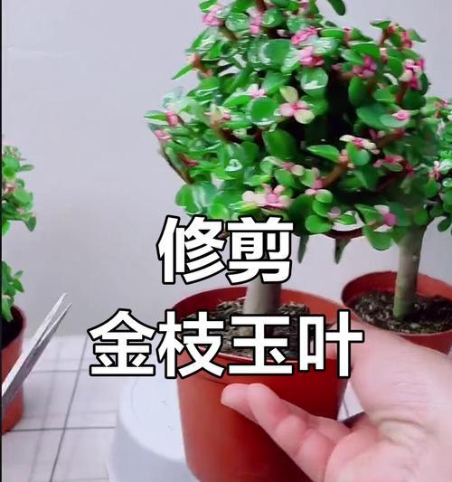金枝绿叶的修剪技巧-第1张图片-绿意生活