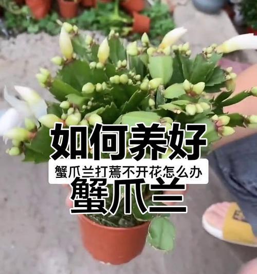 蟹爪兰长不开花怎么办？（解决方法大揭秘，让你的蟹爪兰绽放绚丽花朵）-第1张图片-绿意生活