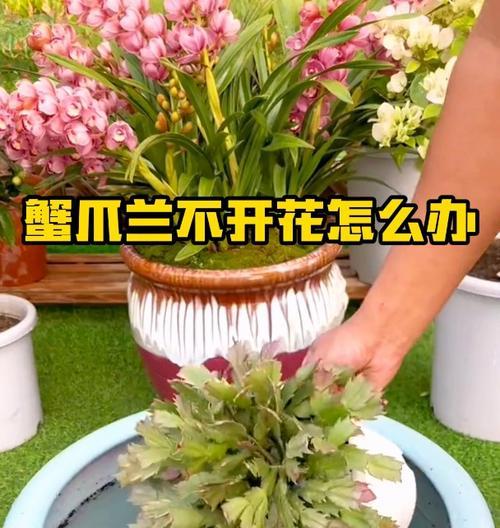 蟹爪兰长不开花怎么办？（解决方法大揭秘，让你的蟹爪兰绽放绚丽花朵）-第2张图片-绿意生活