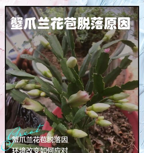 蟹爪兰长不开花怎么办？（解决方法大揭秘，让你的蟹爪兰绽放绚丽花朵）-第3张图片-绿意生活