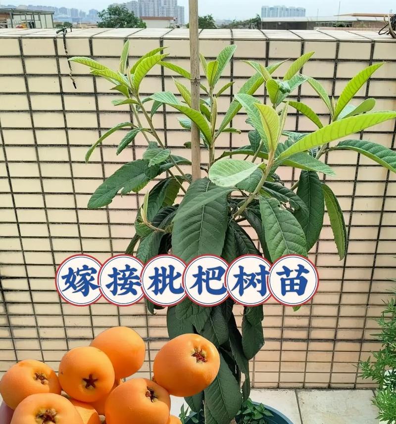 秋天枇杷树的嫁接技术与方法（探索秋季嫁接，提高枇杷果实质量）-第3张图片-绿意生活