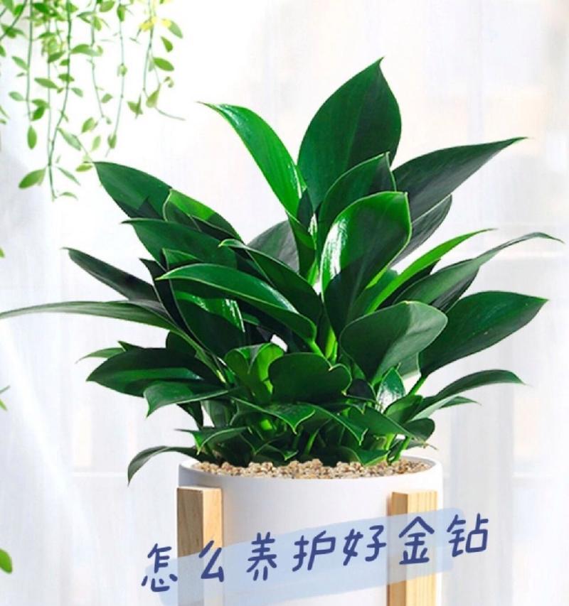 金钻的种植与养护指南（一颗闪耀的宝石——金钻的成长之路）-第1张图片-绿意生活