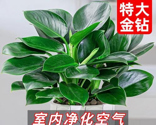 金钻的种植与养护指南（一颗闪耀的宝石——金钻的成长之路）-第2张图片-绿意生活