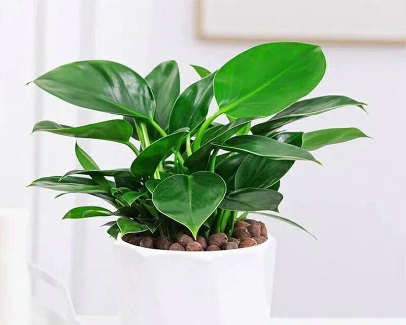 金钻的种植与养护指南（一颗闪耀的宝石——金钻的成长之路）-第3张图片-绿意生活