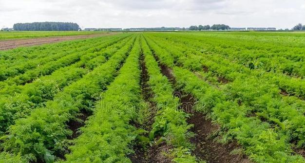 红萝卜的最佳种植时间（选择适宜的时间种植，让红萝卜生长更加健康）-第1张图片-绿意生活