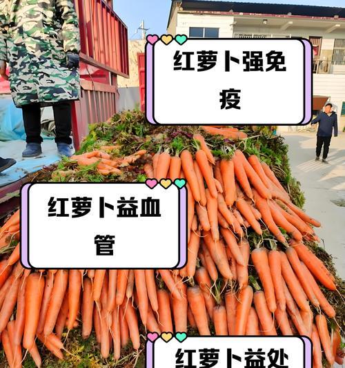 红萝卜的最佳种植时间（选择适宜的时间种植，让红萝卜生长更加健康）-第3张图片-绿意生活