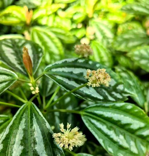以泡叶冷水花的养护技巧（掌握关键诀窍，打造迷人水景）-第3张图片-绿意生活
