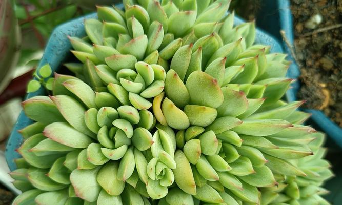 以大花盆怎么养多肉（简单有效的大花盆多肉养护方法）-第2张图片-绿意生活