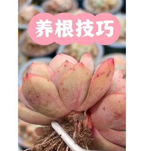 以大花盆怎么养多肉（简单有效的大花盆多肉养护方法）-第3张图片-绿意生活