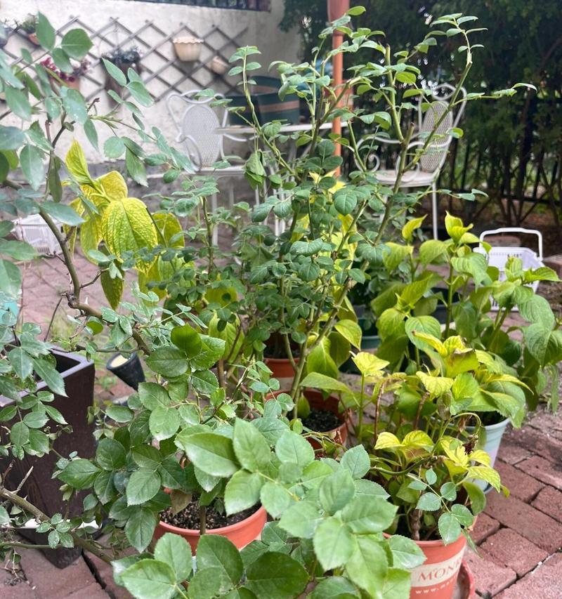 夏季如何成功移植月季（夏季月季移植的关键技巧和注意事项）-第1张图片-绿意生活