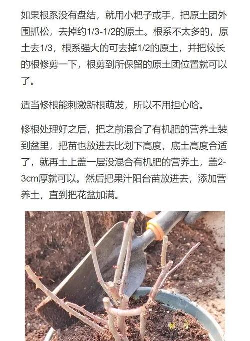 夏季如何成功移植月季（夏季月季移植的关键技巧和注意事项）-第2张图片-绿意生活