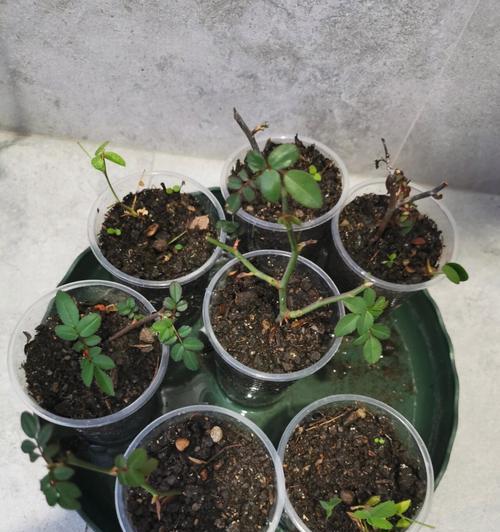 夏季如何成功移植月季（夏季月季移植的关键技巧和注意事项）-第3张图片-绿意生活