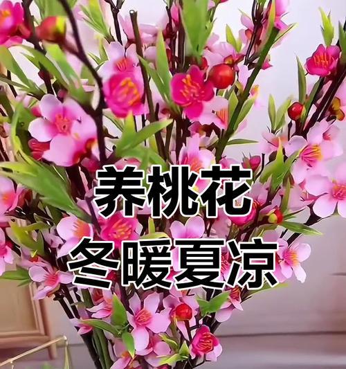 如何养活以桃花为主题的文章（探索桃花的生态养护与繁衍之道）-第3张图片-绿意生活