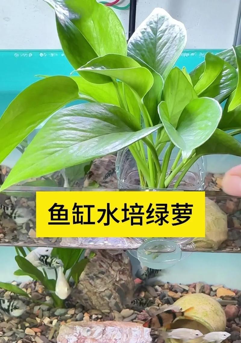 如何水扦插绿萝顺利生根（简单易行的绿萝扦插技巧）-第2张图片-绿意生活