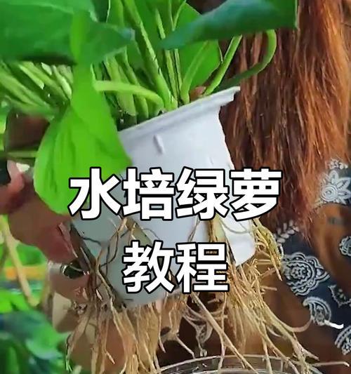 如何水扦插绿萝顺利生根（简单易行的绿萝扦插技巧）-第3张图片-绿意生活