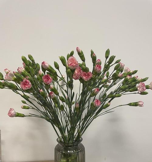 多头康乃馨插花艺术（用多头康乃馨打造独特花束，让自然之美绽放）-第2张图片-绿意生活