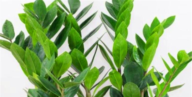 耐冬施肥技巧详解（为冬季作物量身定制的肥料配方）-第3张图片-绿意生活