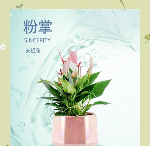 盆栽粉掌的科学浇水方法（为您解答如何正确地给盆栽粉掌浇水）-第1张图片-绿意生活
