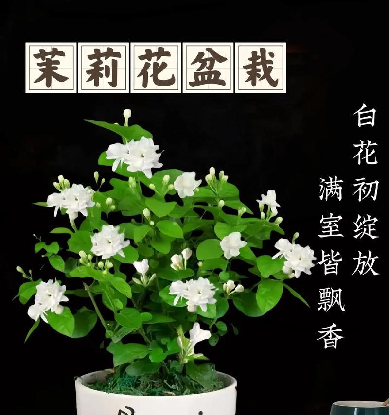 夏天茉莉花的养护秘籍（打造芬芳美丽的夏日花园）-第1张图片-绿意生活