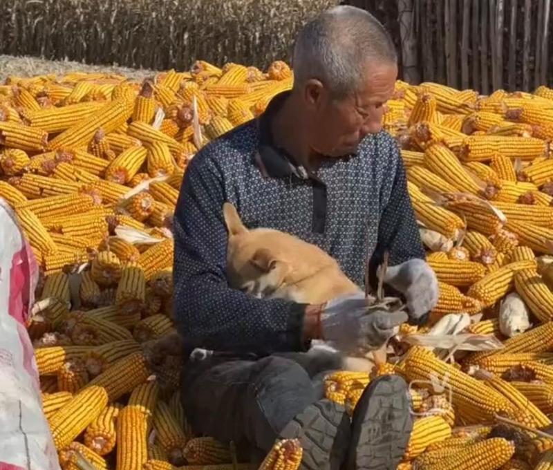 狗狗可以吃玉米吗？（玉米对狗狗的影响和注意事项）-第3张图片-绿意生活