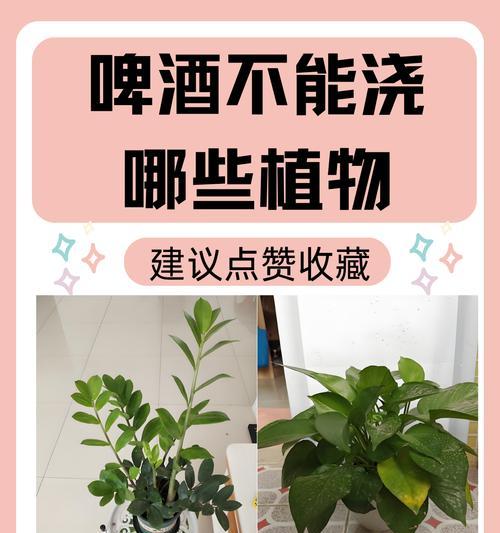 蜂蜜水的神奇用途——浇花-第1张图片-绿意生活