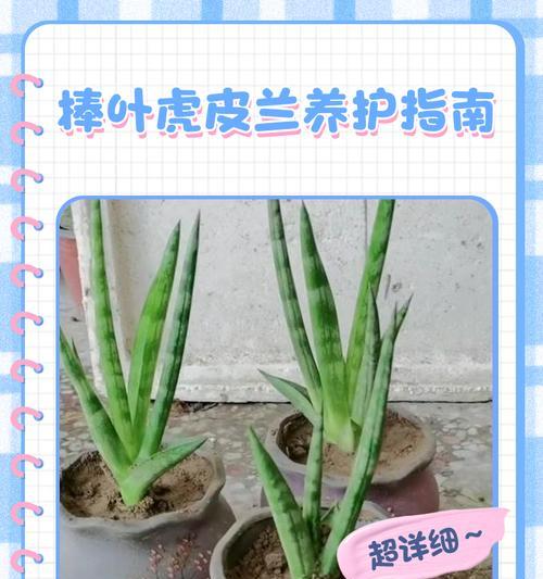 水培美叶哈尼虎皮兰的养殖技巧（打造绿意盎然的室内美景，掌握关键步骤成就成功）-第2张图片-绿意生活