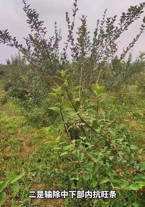 以莲翘修剪的技巧与方法（打造完美的莲翘，让您眼部更加迷人）-第3张图片-绿意生活