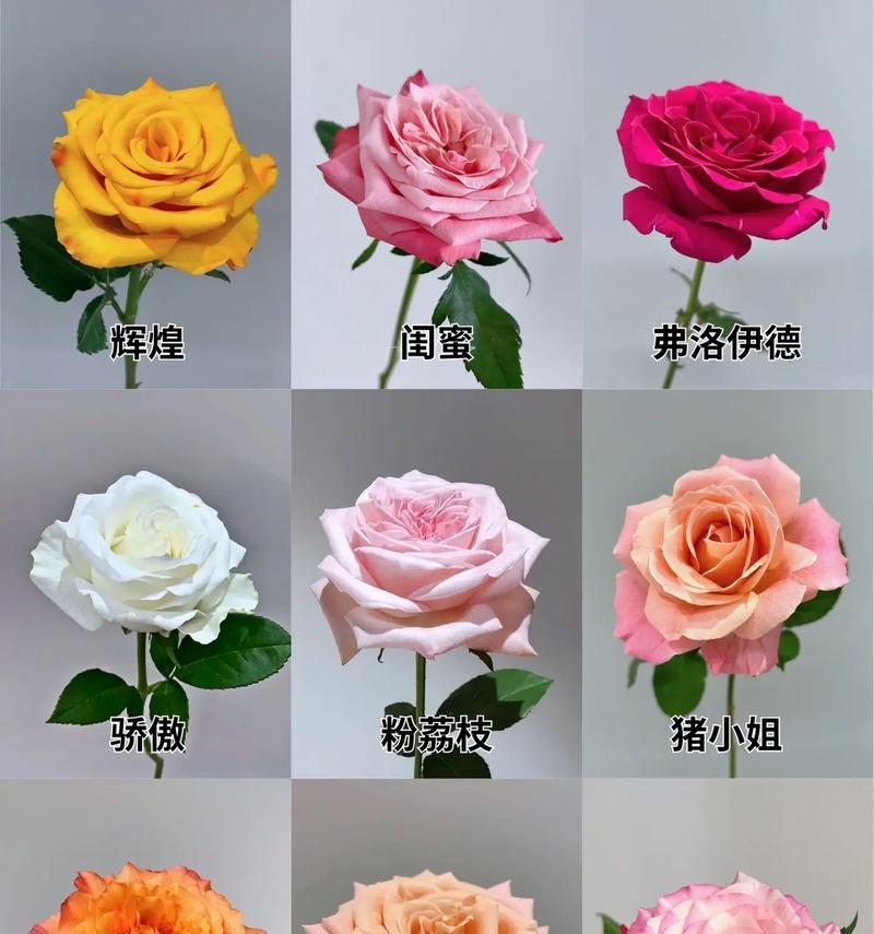 揭秘玫瑰花的开花和开放时间（一天内玫瑰花的开放奥秘）-第1张图片-绿意生活