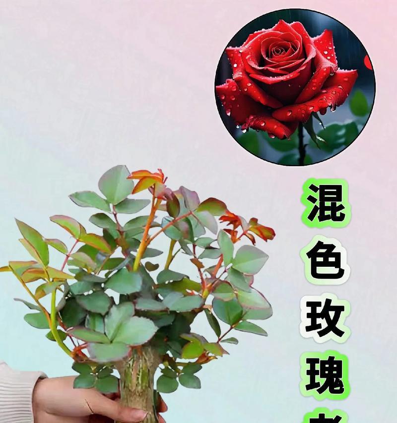揭秘玫瑰花的开花和开放时间（一天内玫瑰花的开放奥秘）-第2张图片-绿意生活