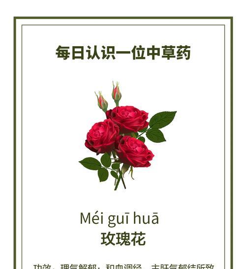 揭秘玫瑰花的开花和开放时间（一天内玫瑰花的开放奥秘）-第3张图片-绿意生活