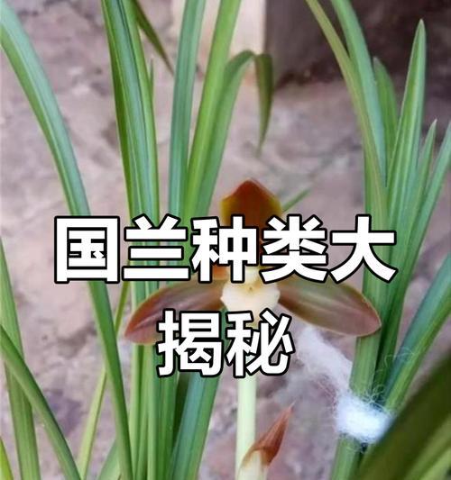兰花新品种的培育方法与技巧（以培养兰花新品种为主题的详细指南）-第1张图片-绿意生活