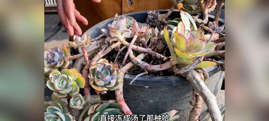 冬季怎样养护碧桃？-第1张图片-绿意生活