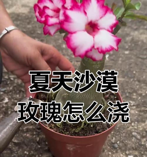 如何应对沙漠玫瑰水浇多的问题（预防和处理措施，避免损失）-第2张图片-绿意生活