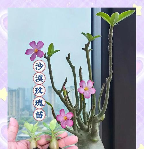 如何应对沙漠玫瑰水浇多的问题（预防和处理措施，避免损失）-第3张图片-绿意生活
