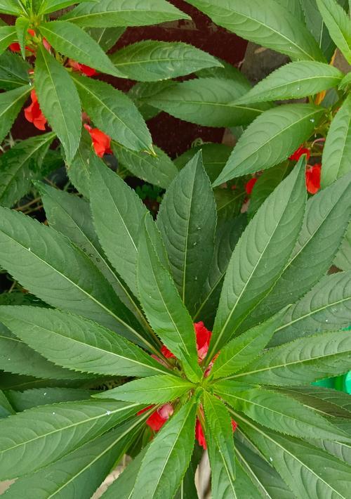 保持花叶绿意盎然的秘诀（探索如何有效保持花叶绿意盎然的方法）-第2张图片-绿意生活