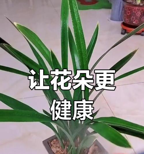 保持花叶绿意盎然的秘诀（探索如何有效保持花叶绿意盎然的方法）-第1张图片-绿意生活