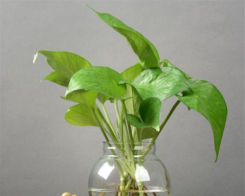 玻璃挂瓶植物的养护指南（打造独特居家绿植装饰，从玻璃挂瓶植物开始）-第1张图片-绿意生活