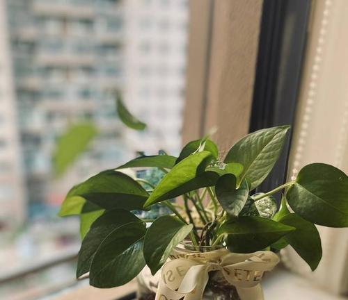 玻璃挂瓶植物的养护指南（打造独特居家绿植装饰，从玻璃挂瓶植物开始）-第3张图片-绿意生活