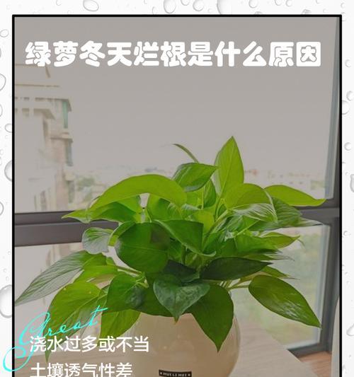 水培绿萝根部茂盛应对之策（解决绿萝水培根部过多问题的关键方法）-第1张图片-绿意生活