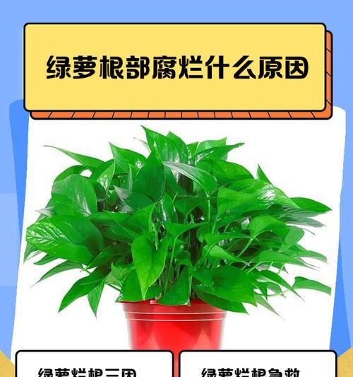 水培绿萝根部茂盛应对之策（解决绿萝水培根部过多问题的关键方法）-第3张图片-绿意生活